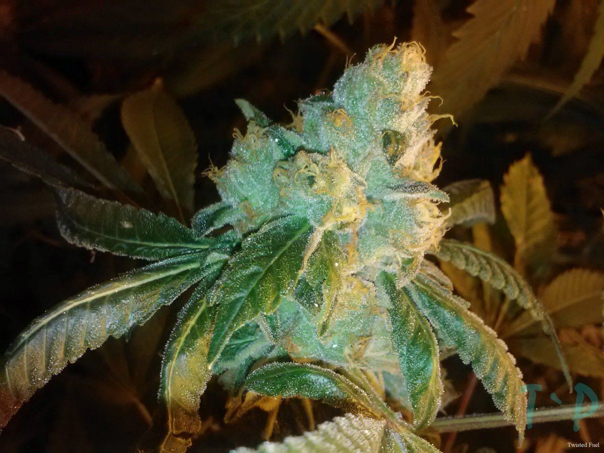 Twisted OG