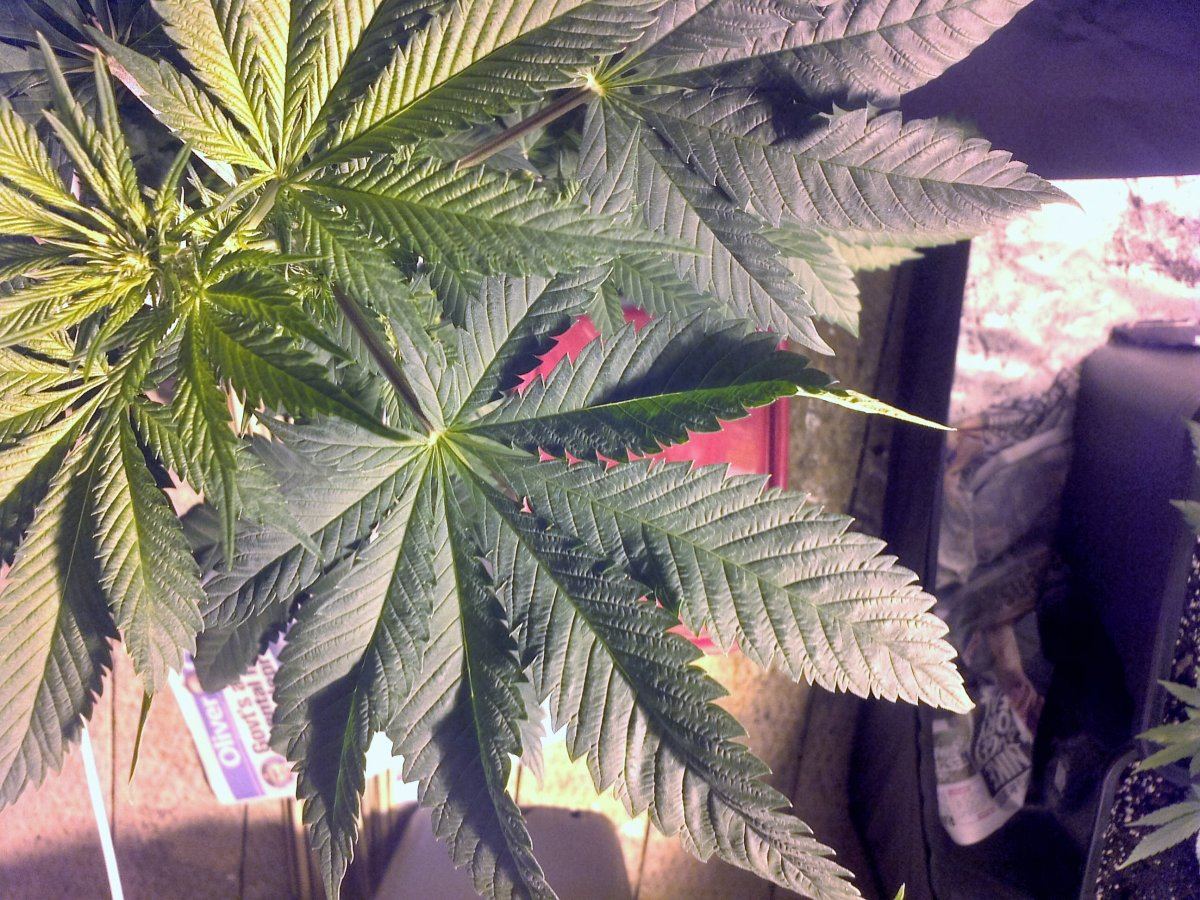 Twisting leaf problem first time grower help neededpics included 2
