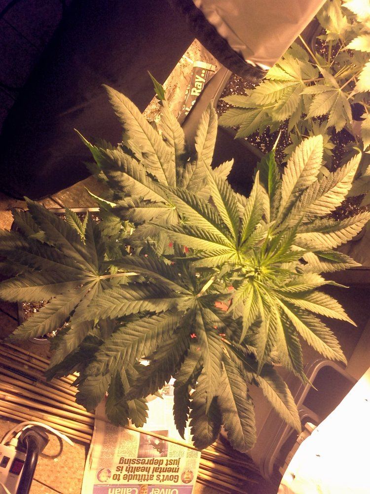 Twisting leaf problem first time grower help neededpics included 4
