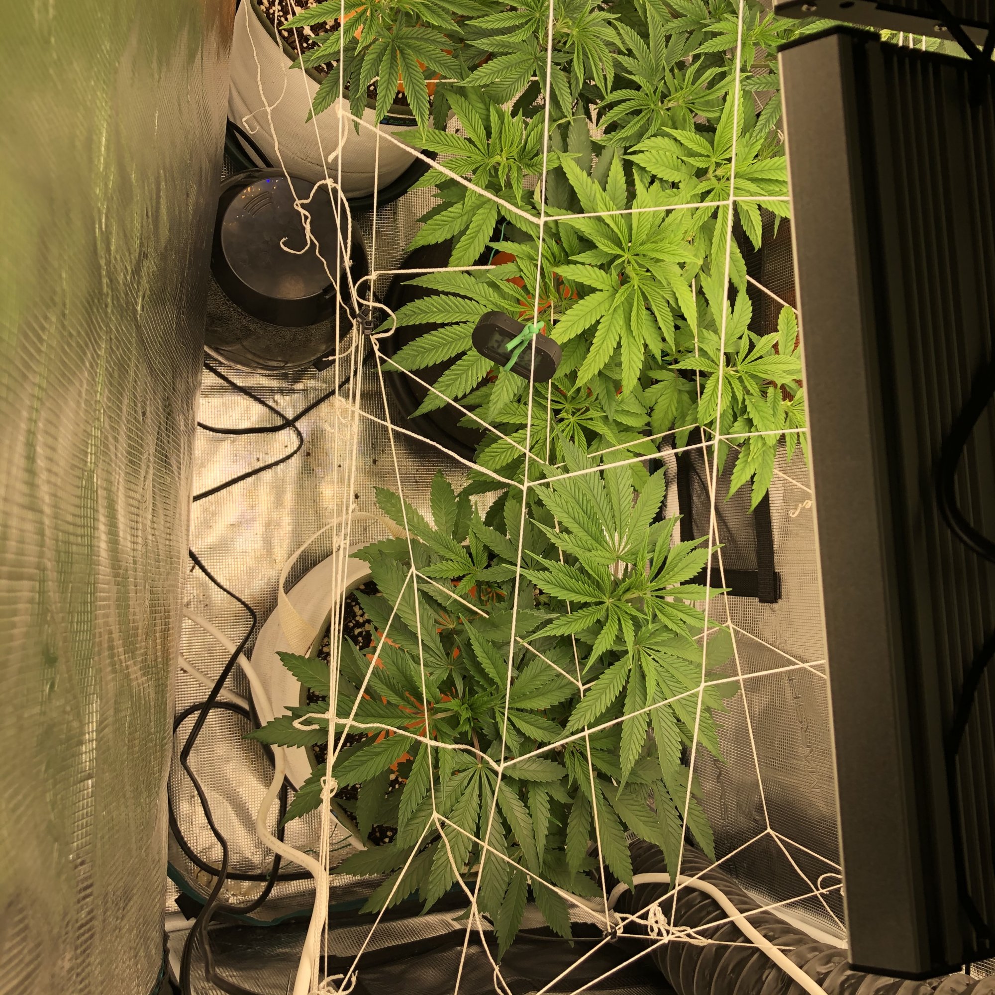 Two 2x4 tentsvarious strains 7