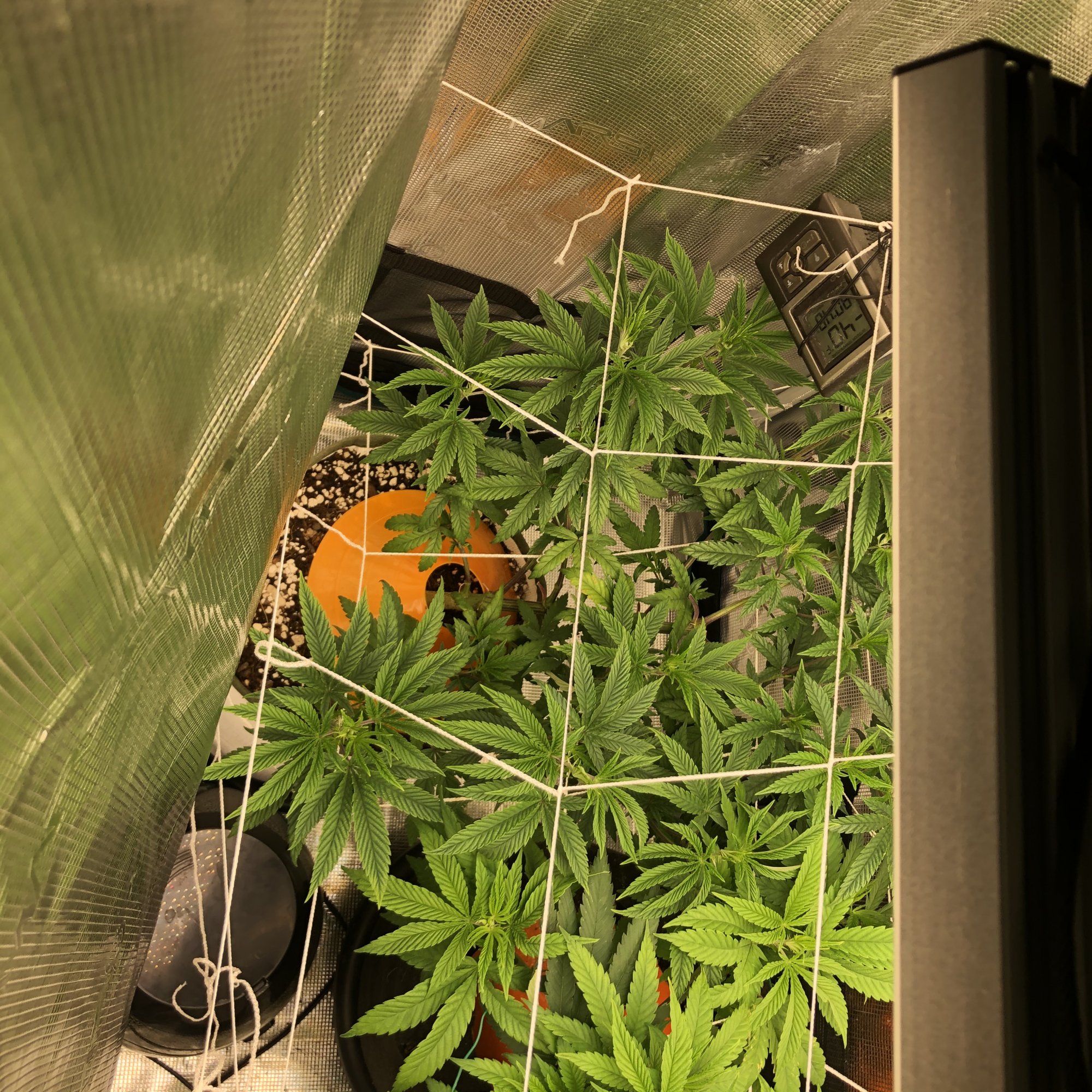 Two 2x4 tentsvarious strains 8