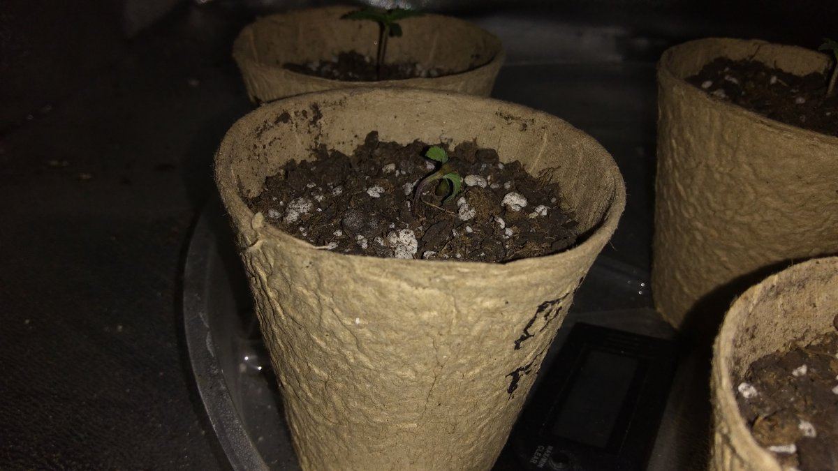 Two 4 day old seedlings are wilting on the stem close to top