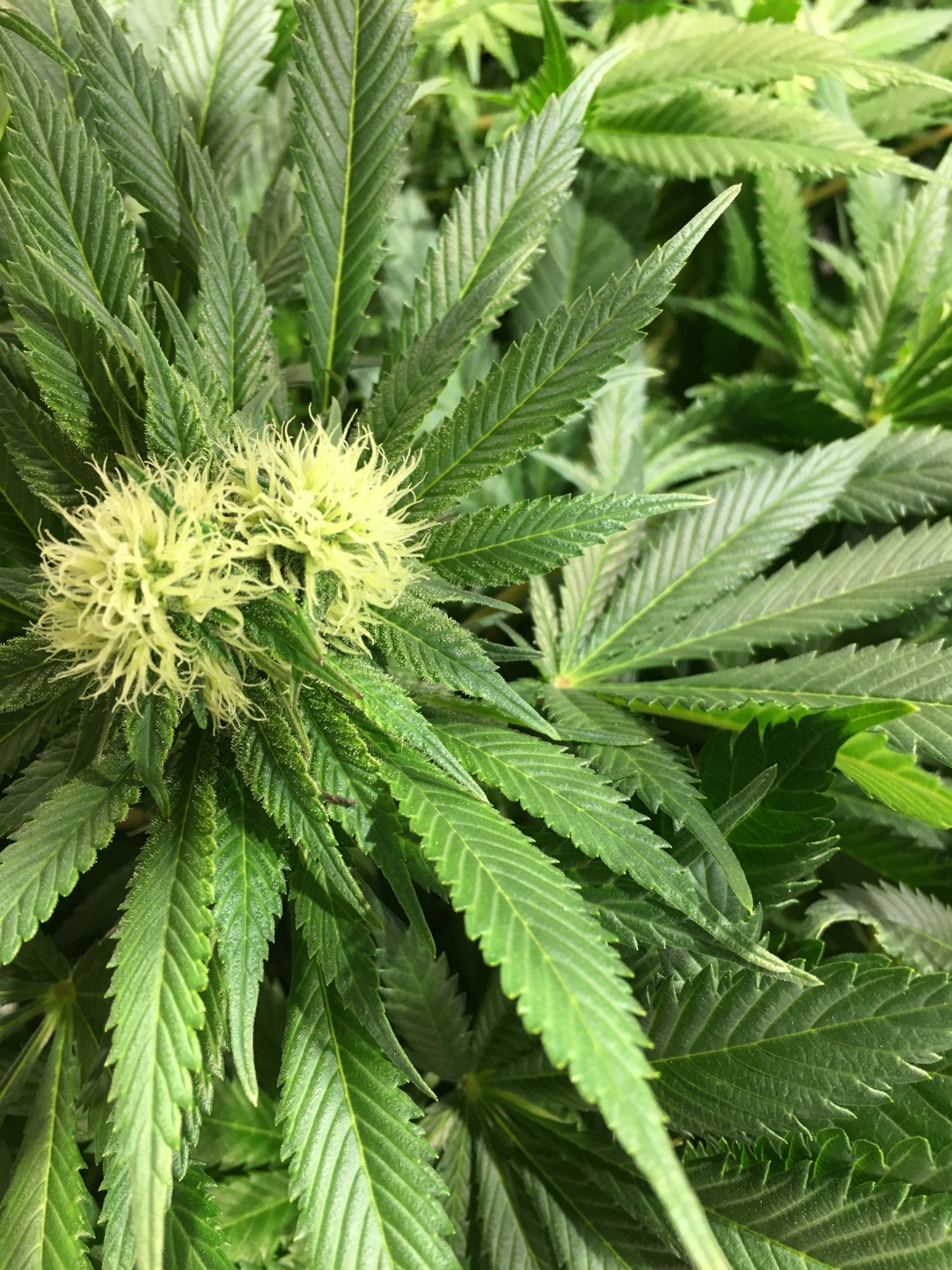 Two buds top cola 2