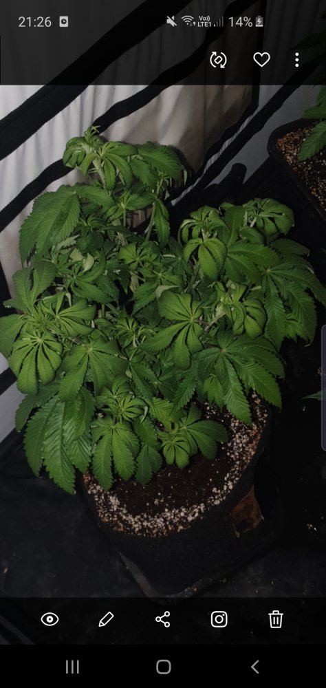 Two drooping plants 5 weeks veg