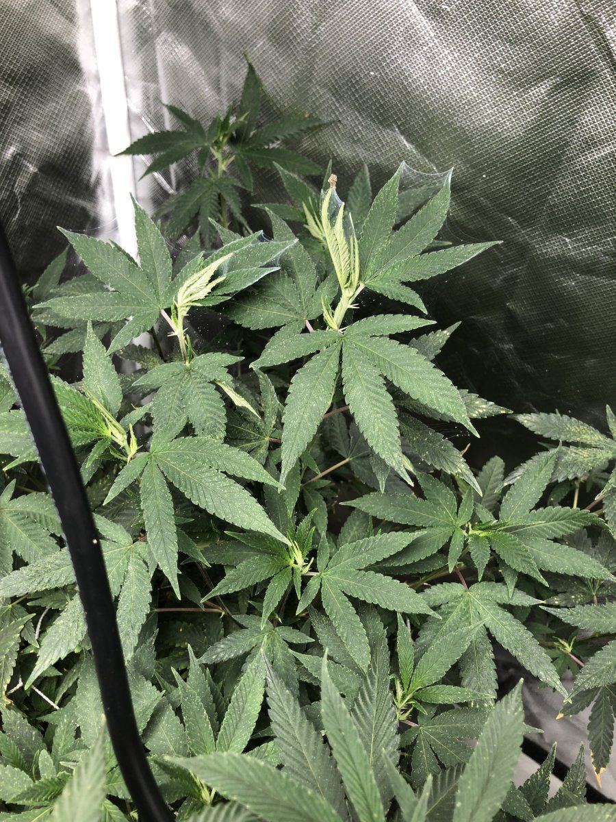Two plants very infested with spider mites any saving them 3