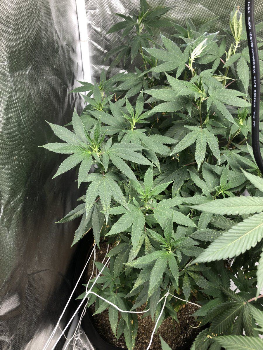 Two plants very infested with spider mites any saving them