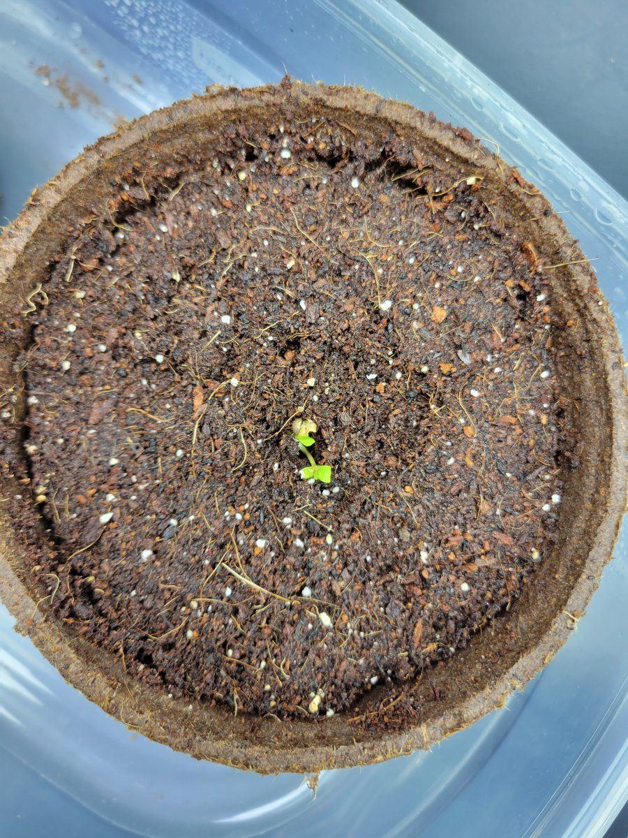 Two roots one seed twins 2
