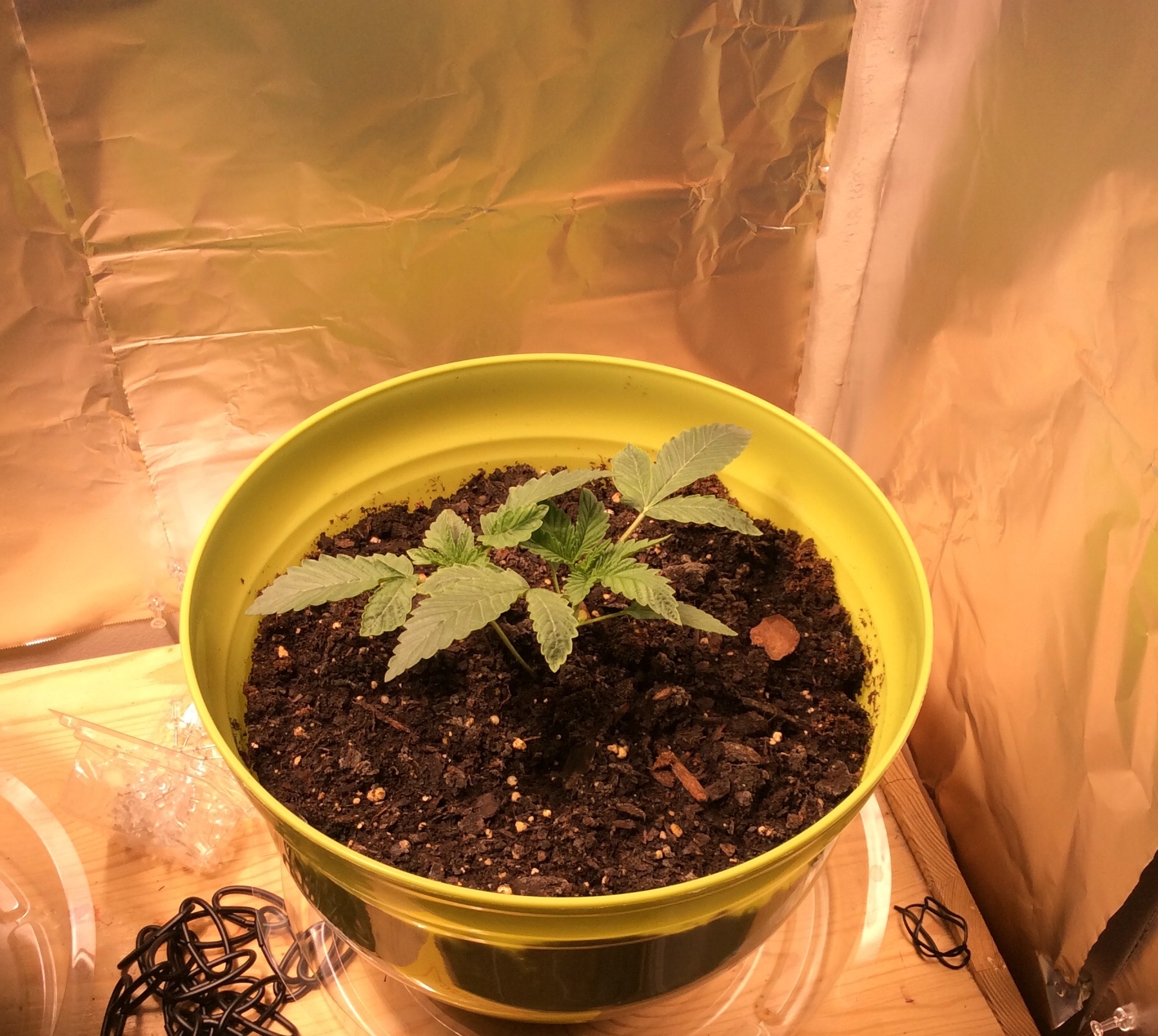 cardinal basil plant Cardinal Organic Basil Seeds  West Coast Seeds