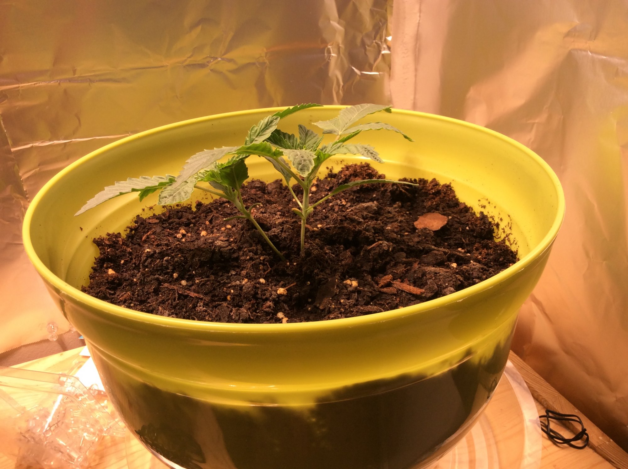 Two seedlings one pot