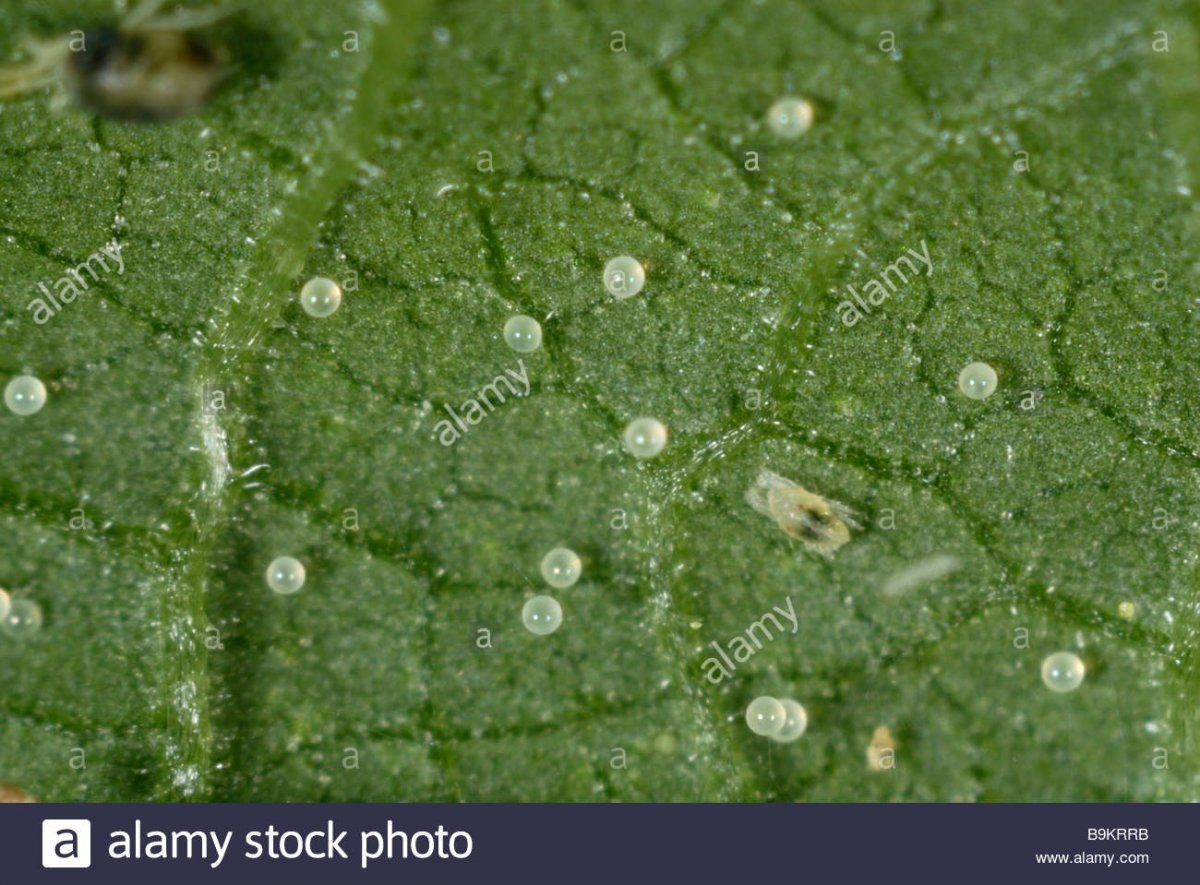 Two spotted spider mite eggs tetranychus urticae on a plant leaf surface B9KRRB