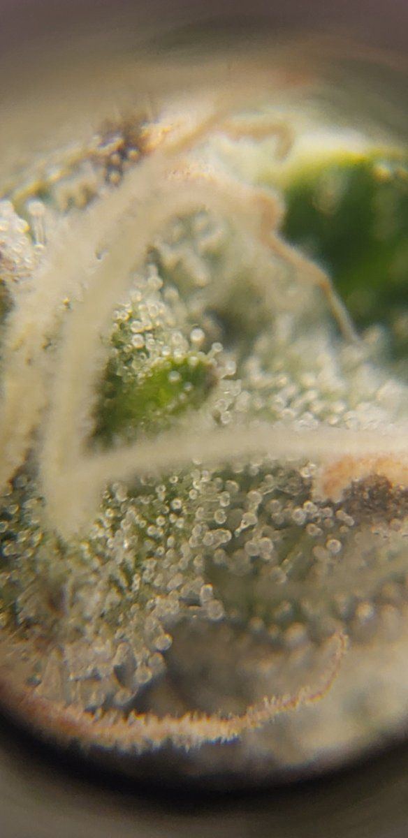 Two stains one tent   trichomes 2