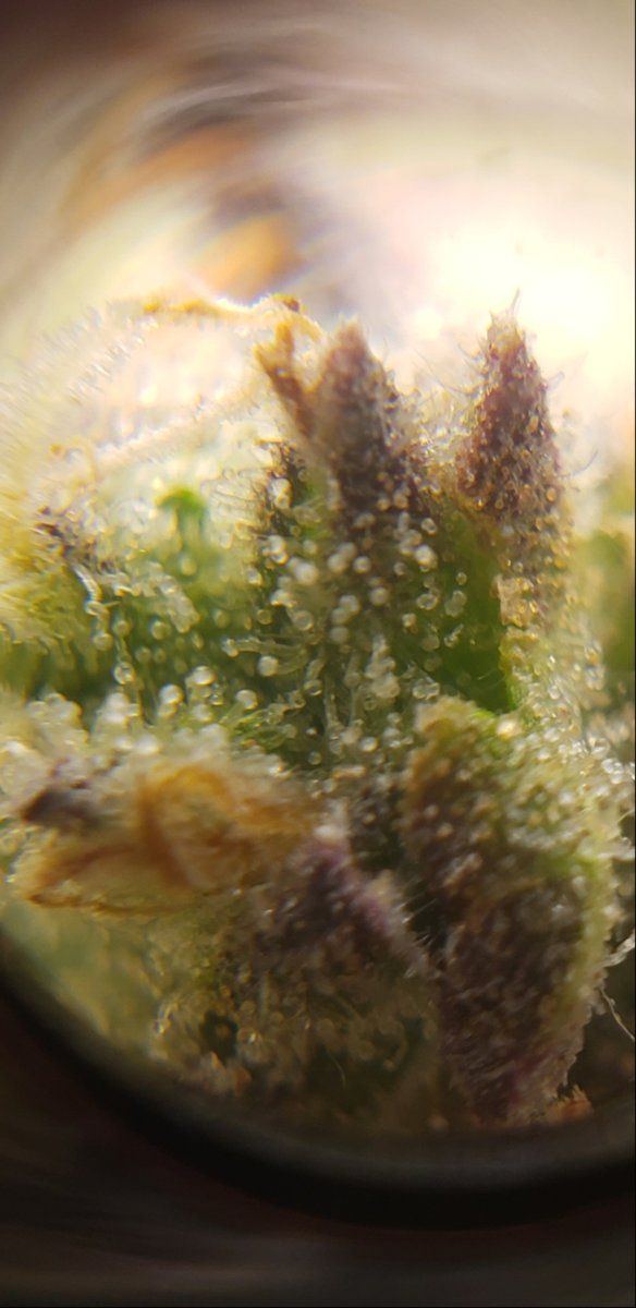 Two stains one tent   trichomes 3