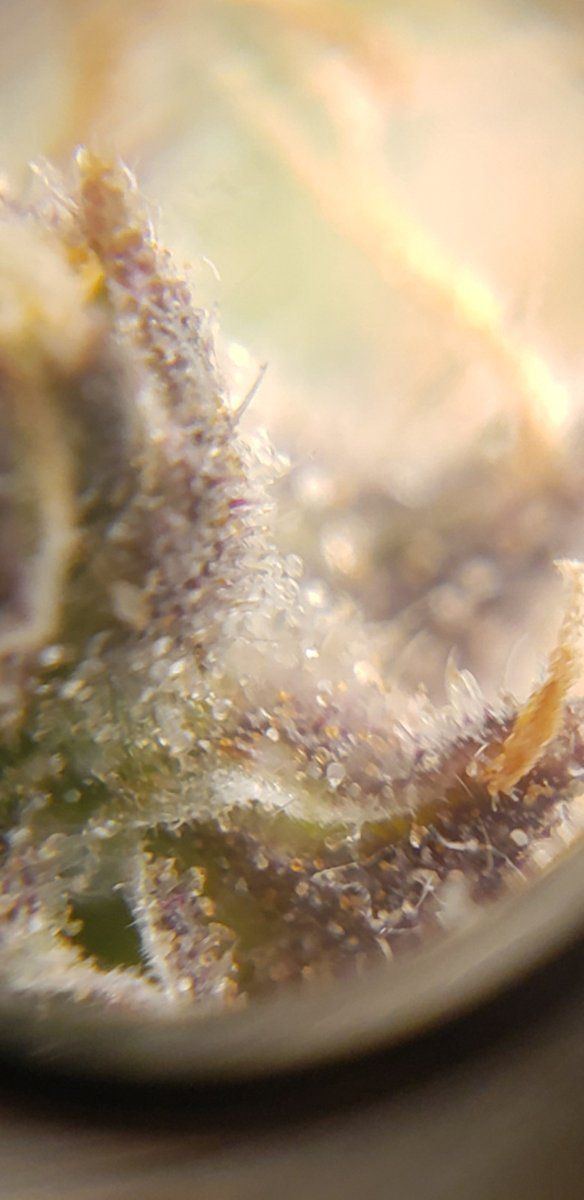Two stains one tent   trichomes 4