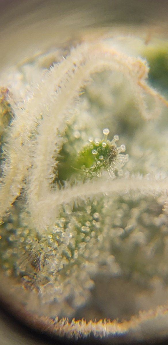 Two stains one tent   trichomes