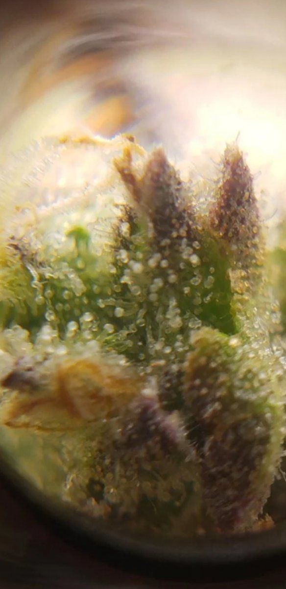 Two strains one tent and their trichomes 3