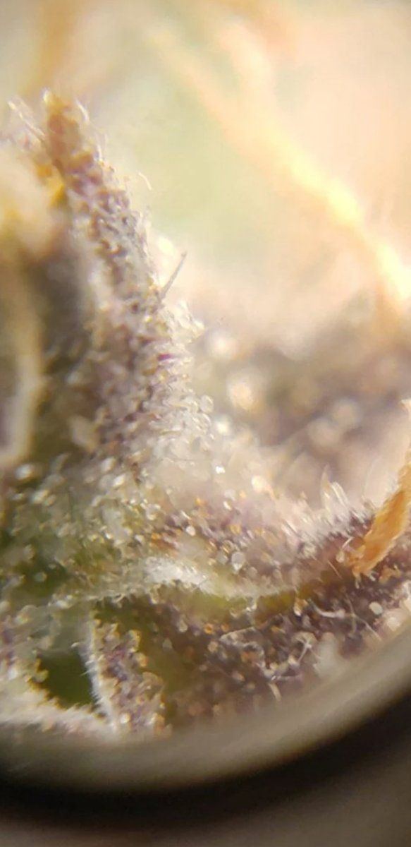 Two strains one tent and their trichomes 4