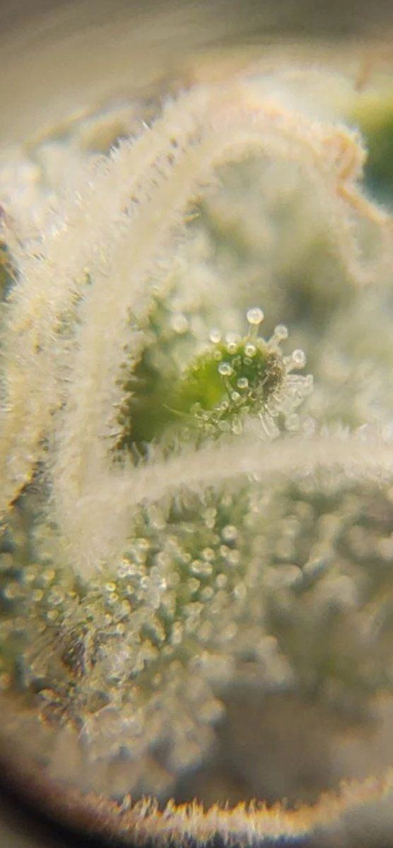 Two strains one tent and their trichomes