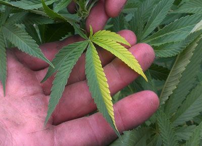 Two tone cannabis leaf sm