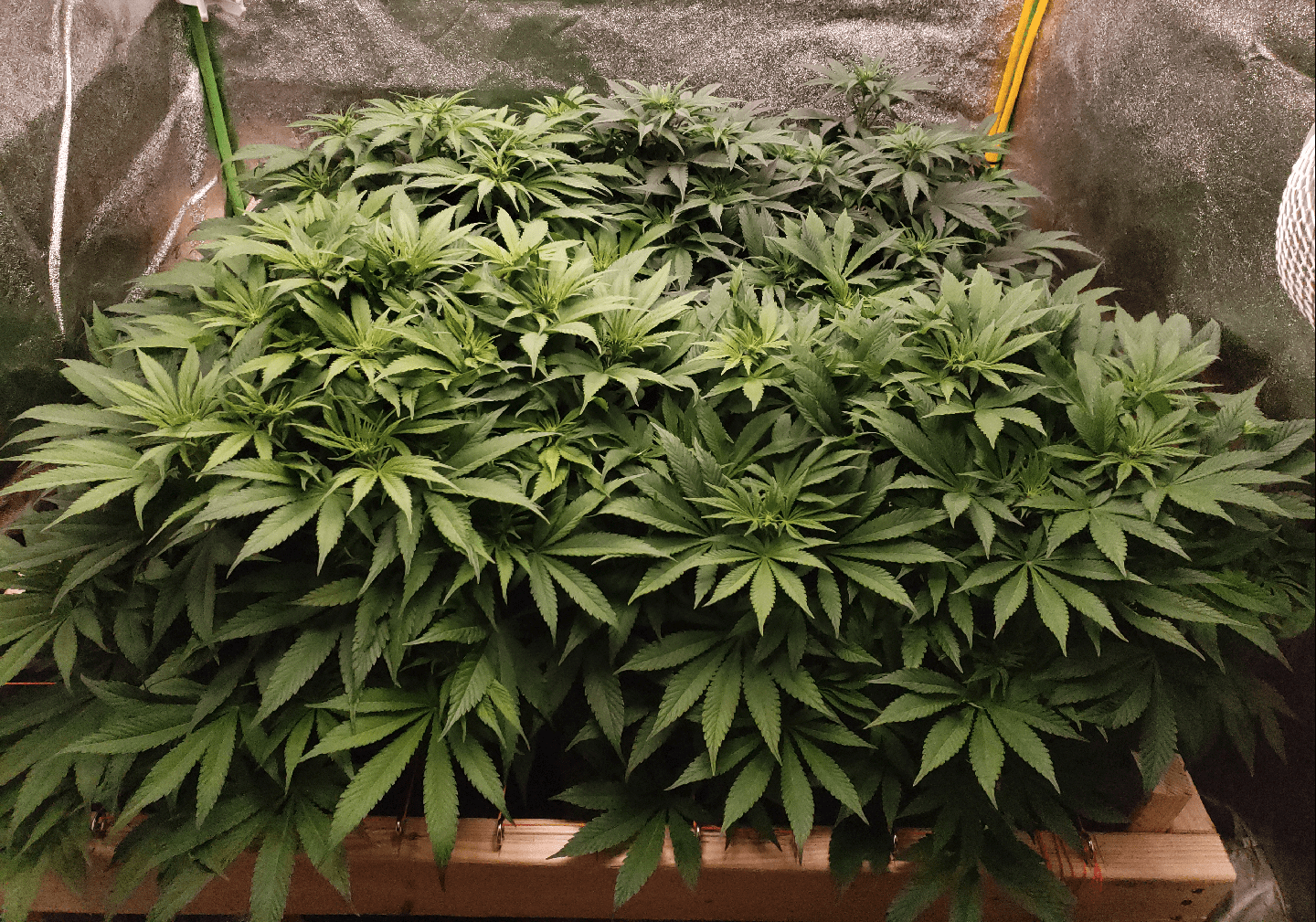 Two Weeks Flower