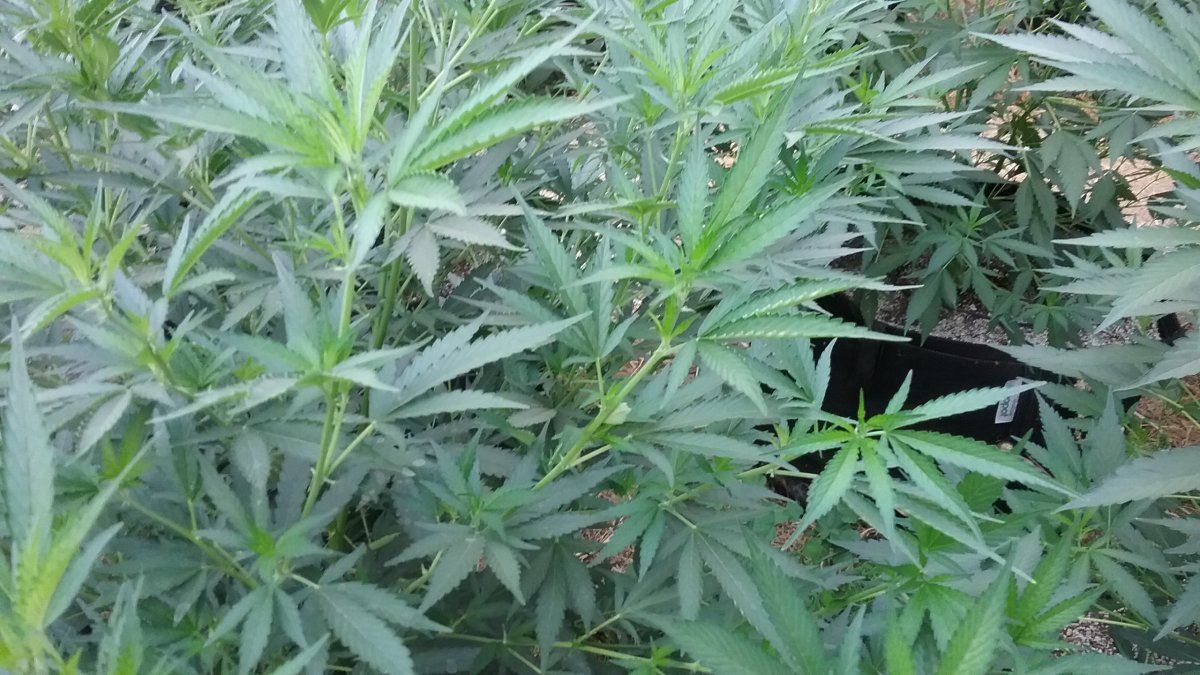 Two weeks into flower nearby plants have russet mites how can i keep my girls safe 3