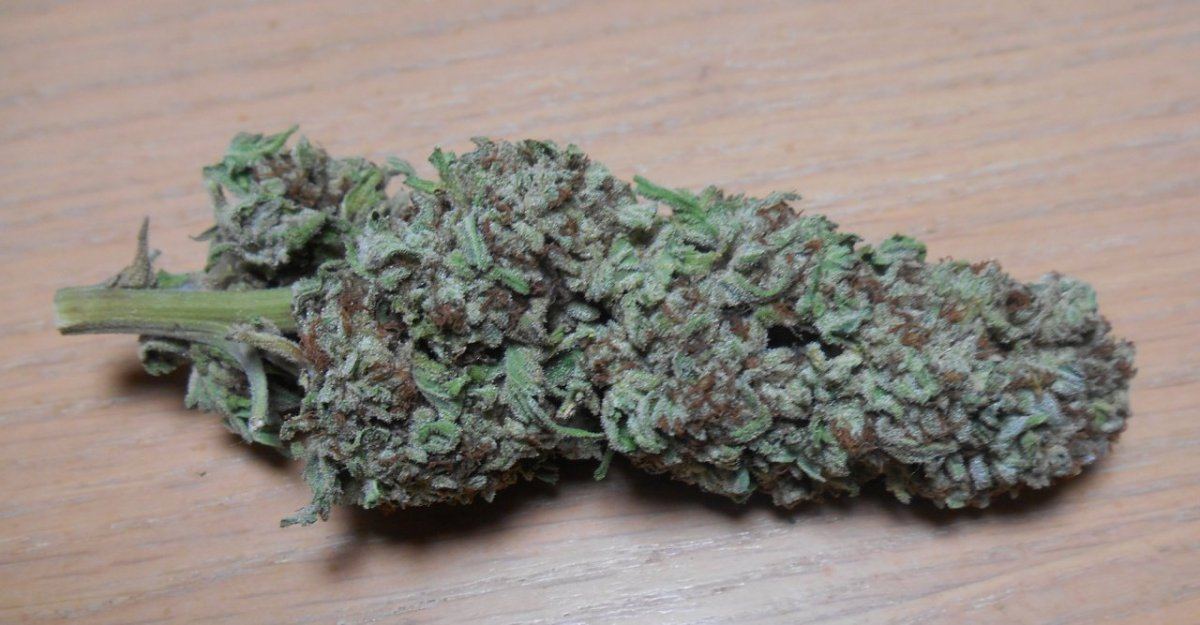 TWSB1drybud