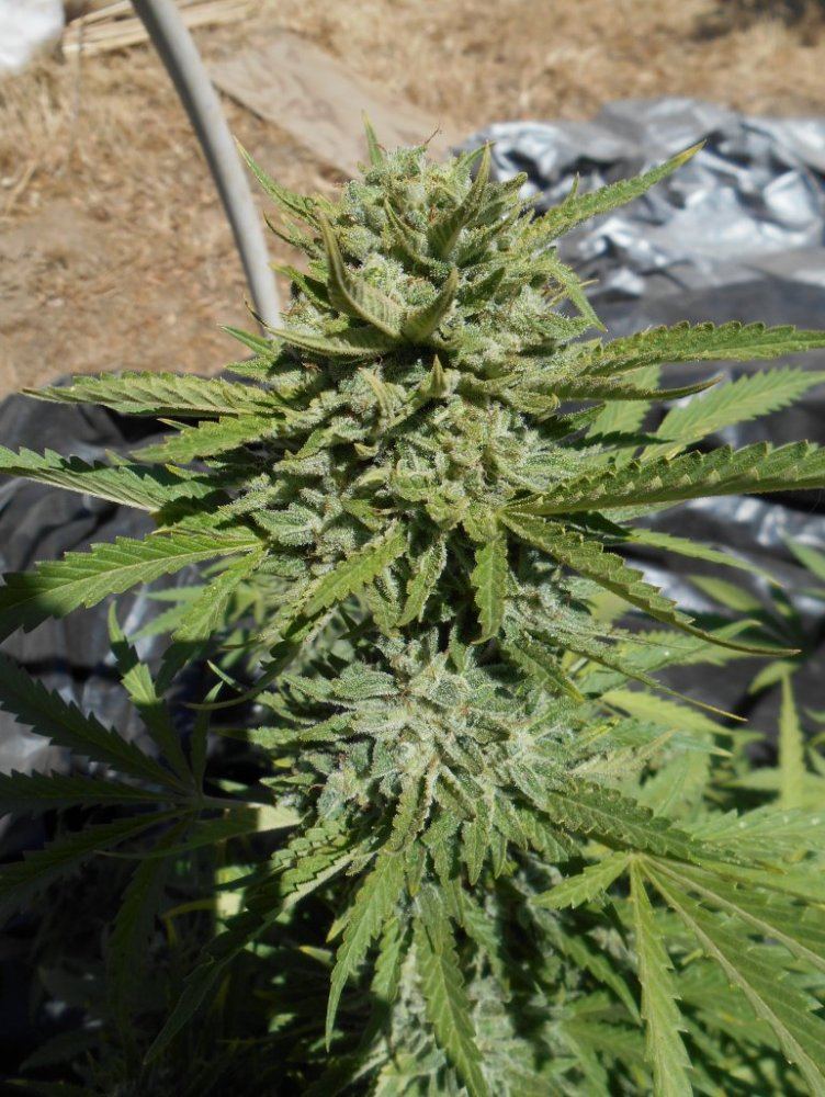 Twsb2at48