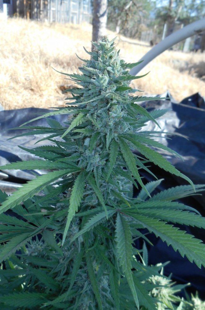 TWSBlitedep37days