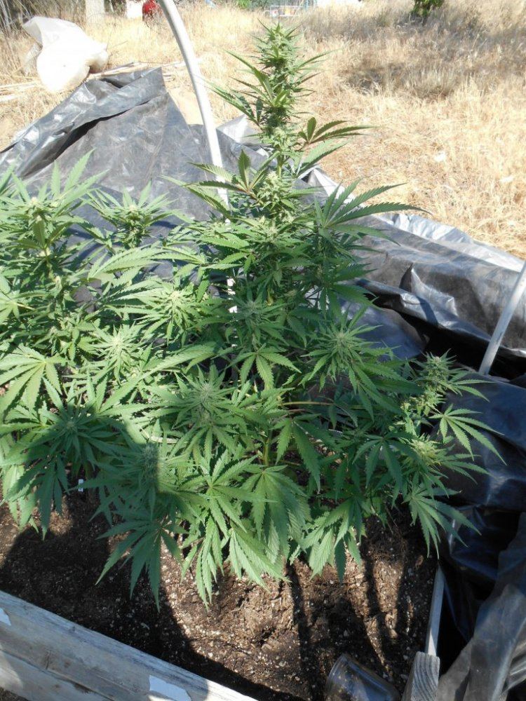TWSBplant65