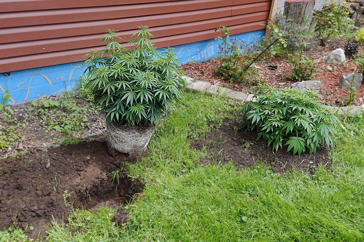 UBCChemoRomulanplanted