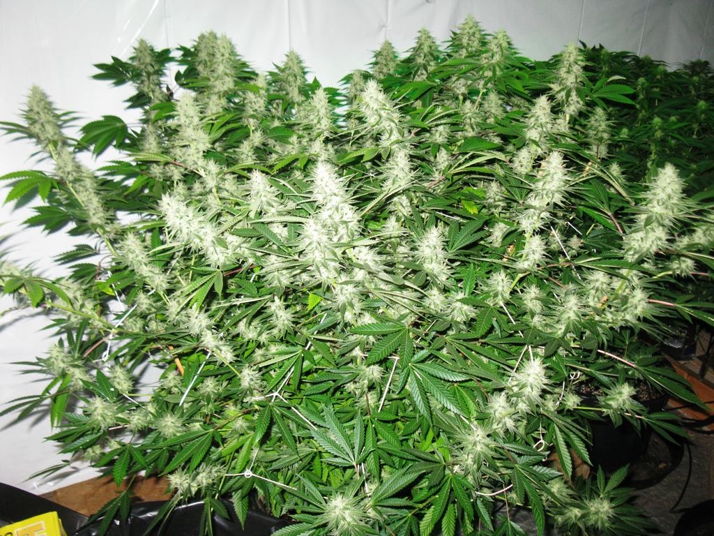 Uc 19 wk 5 1 075