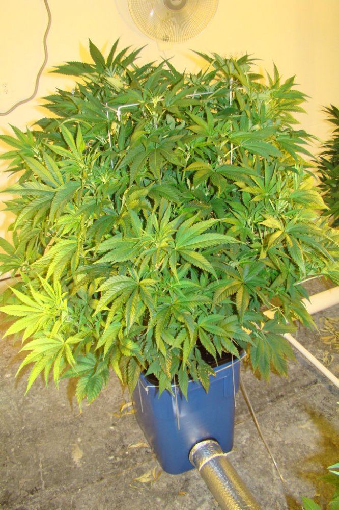 Uc 8xxl13 w 9k vert 7