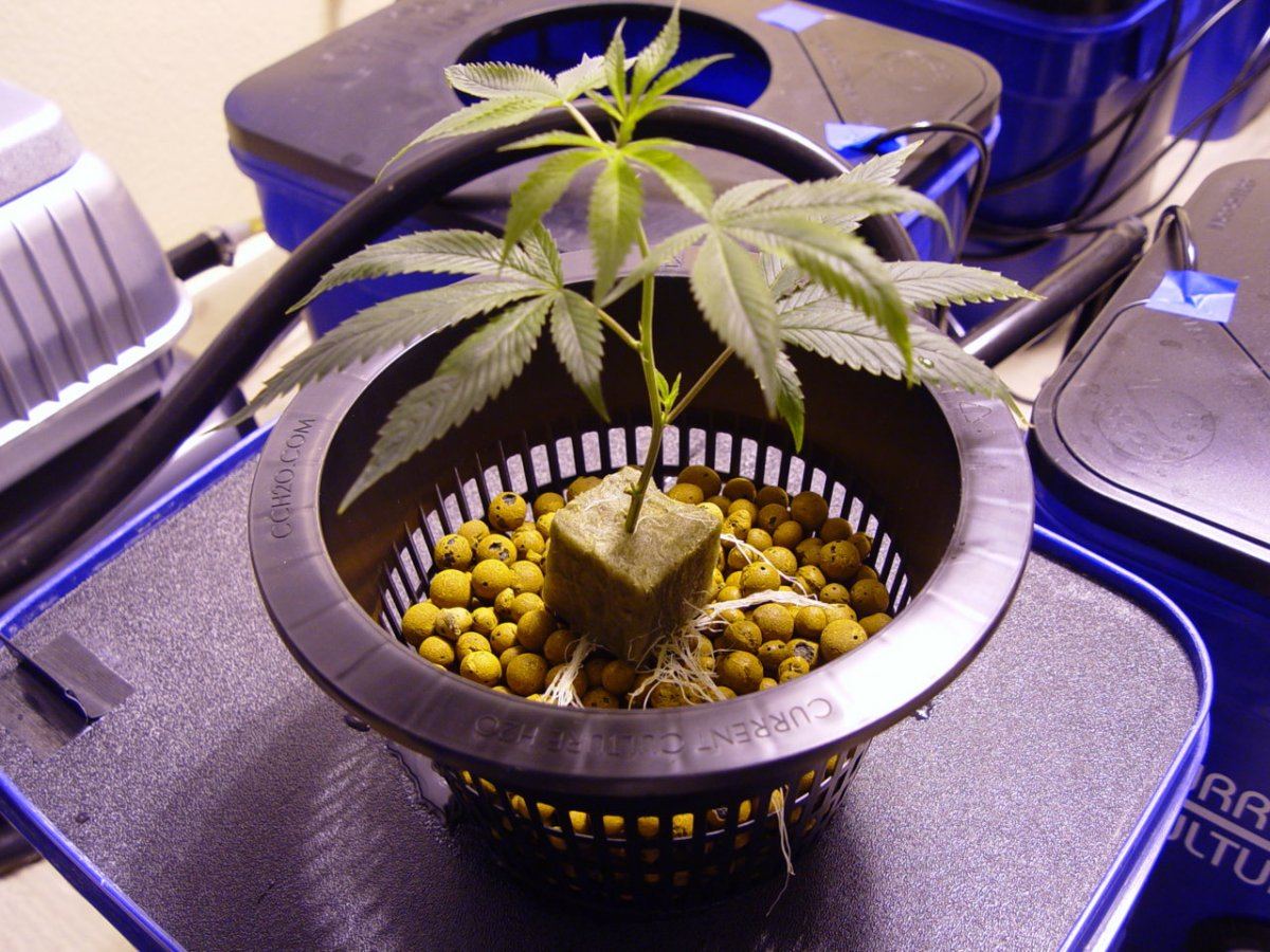 UC Netpot Transplant 5