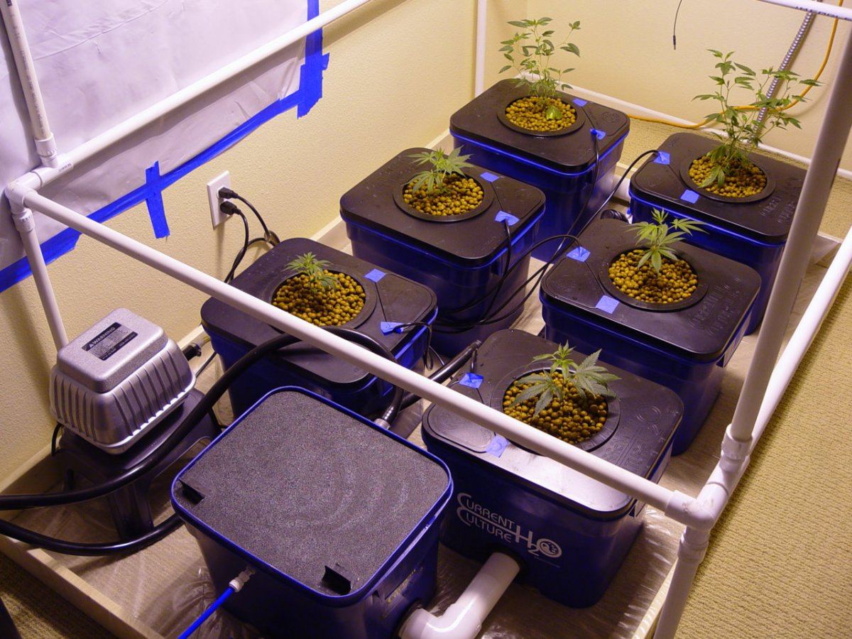 UC Netpot Transplant 7