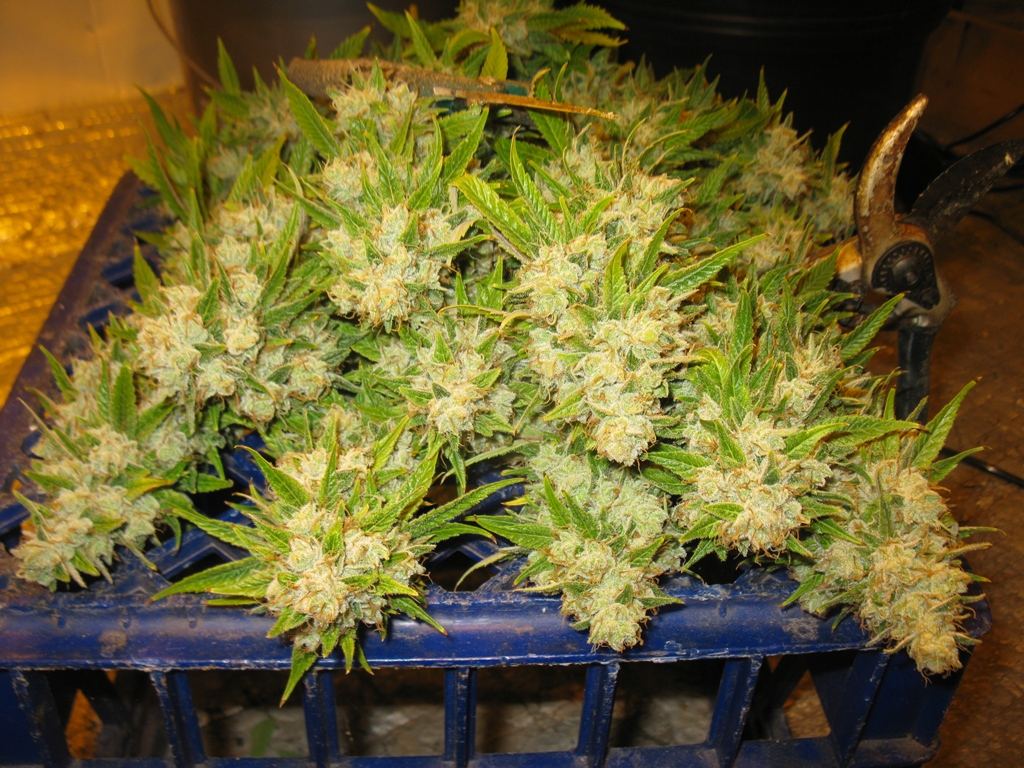 Uc nugz 027