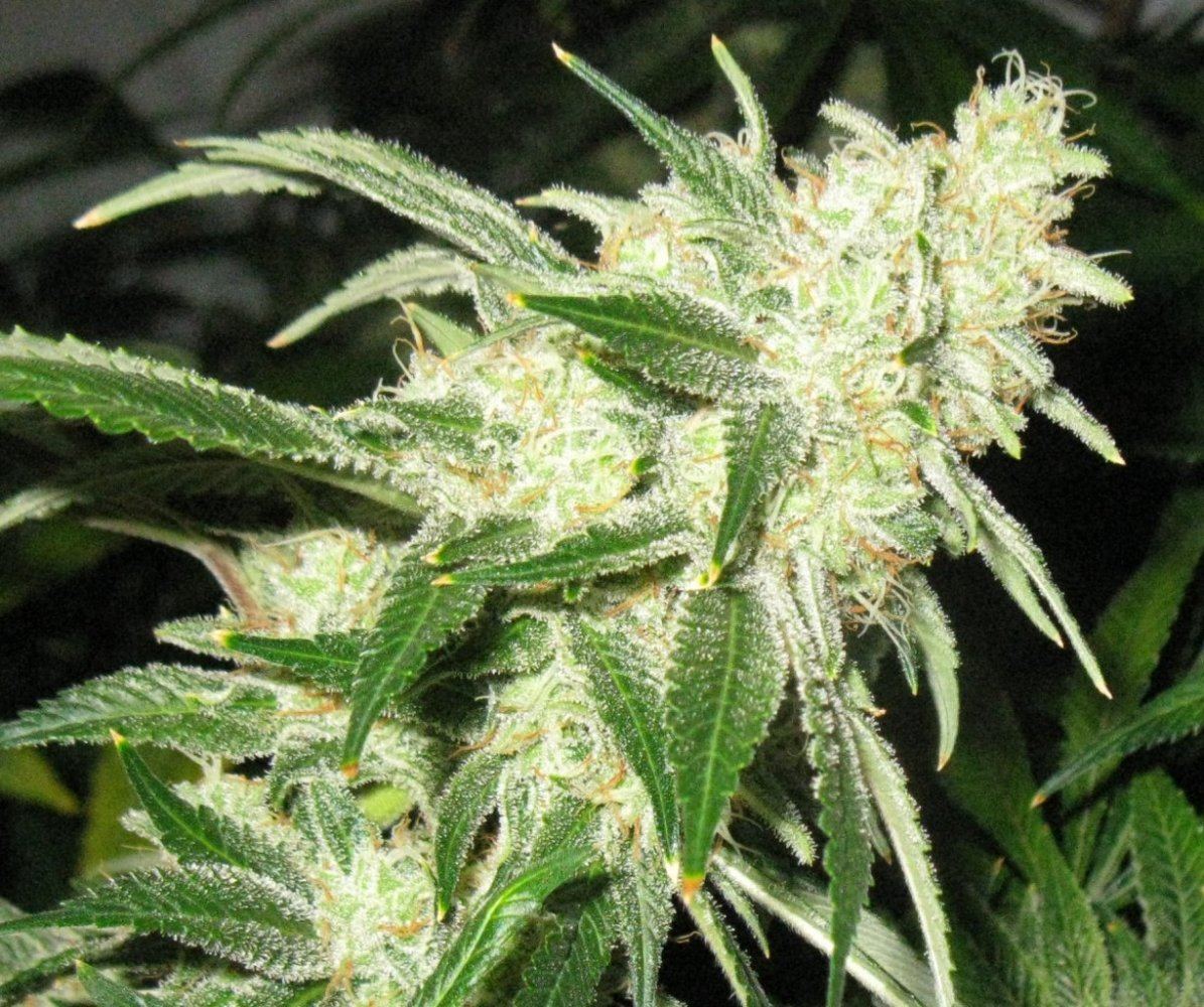 Uc19 2 nug
