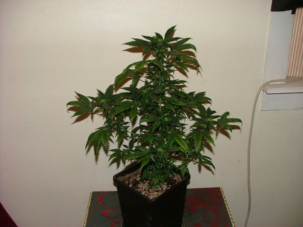 UD 1