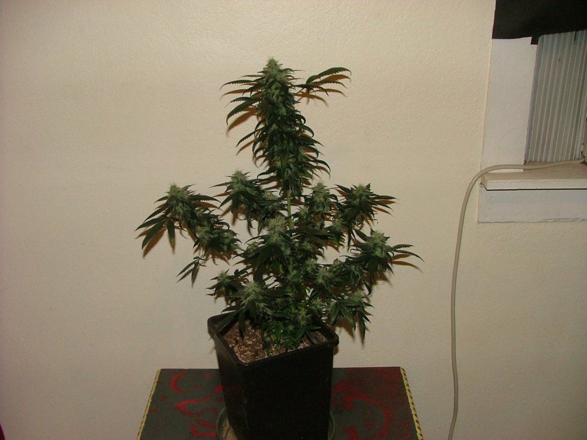 UD 1