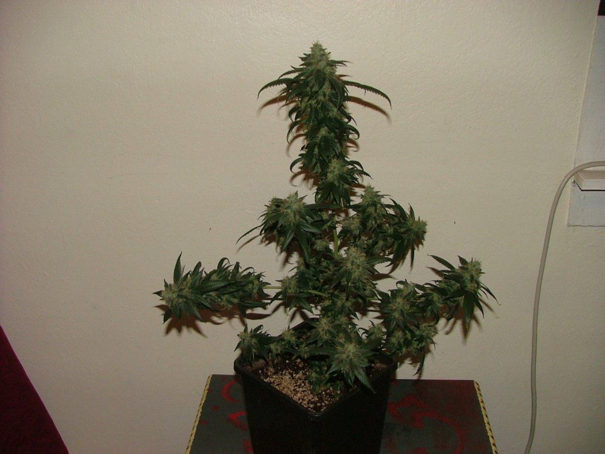 UD 1