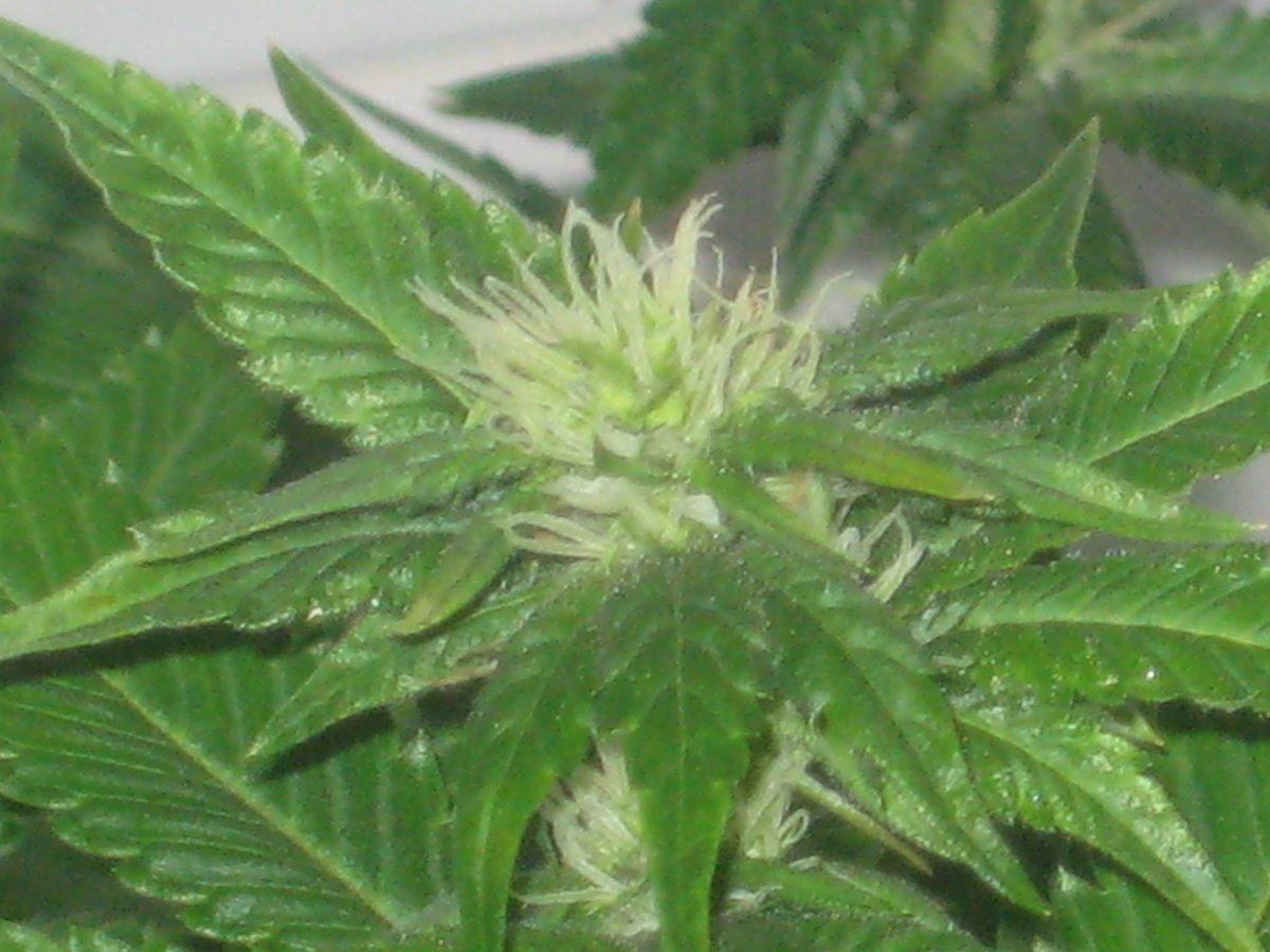Ud day26f a