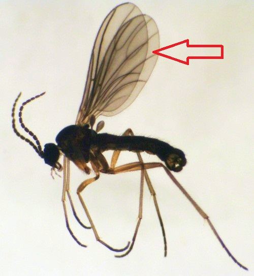 Ufungusgnat