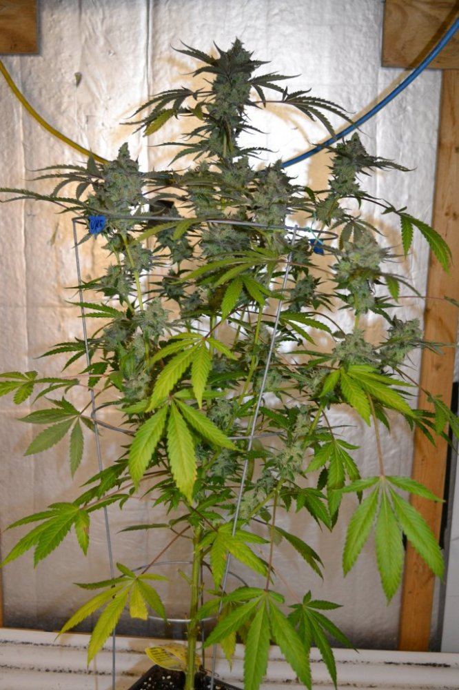 Uk5 1