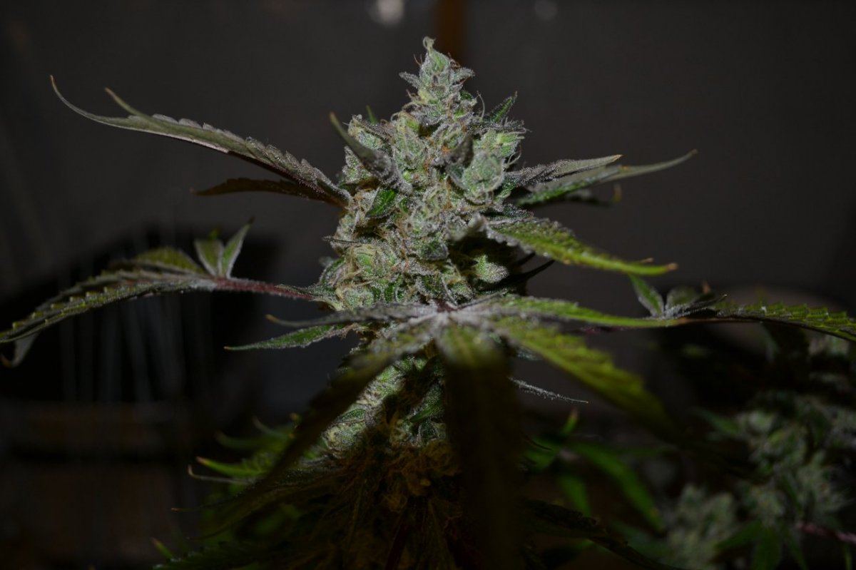 Uk5 2