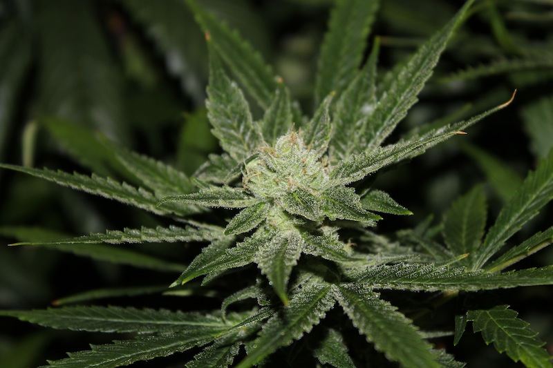 Uk cheese pics 2