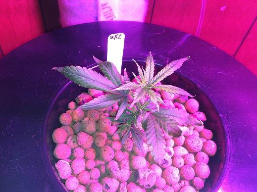 UKCheese