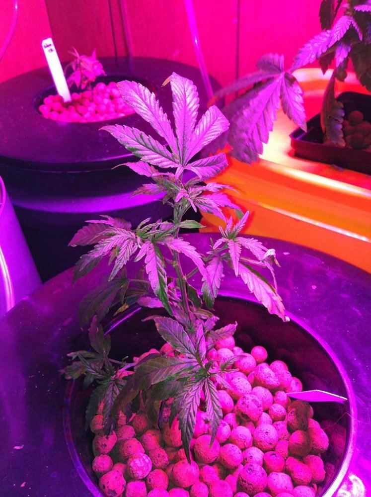 Ukcheese