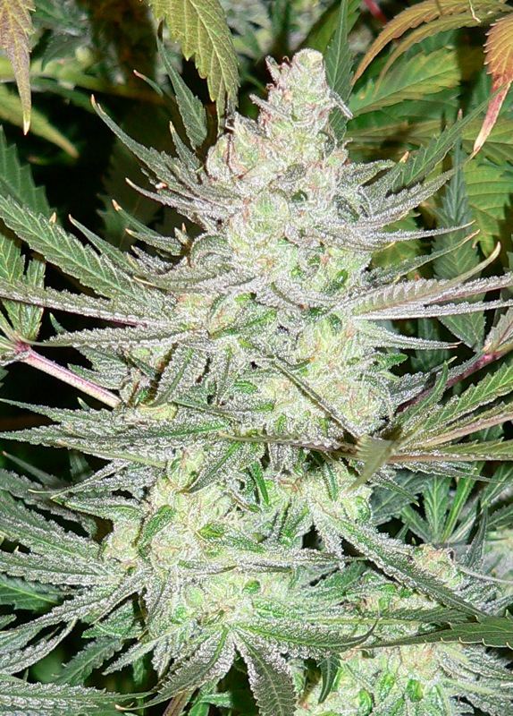 UKCheese