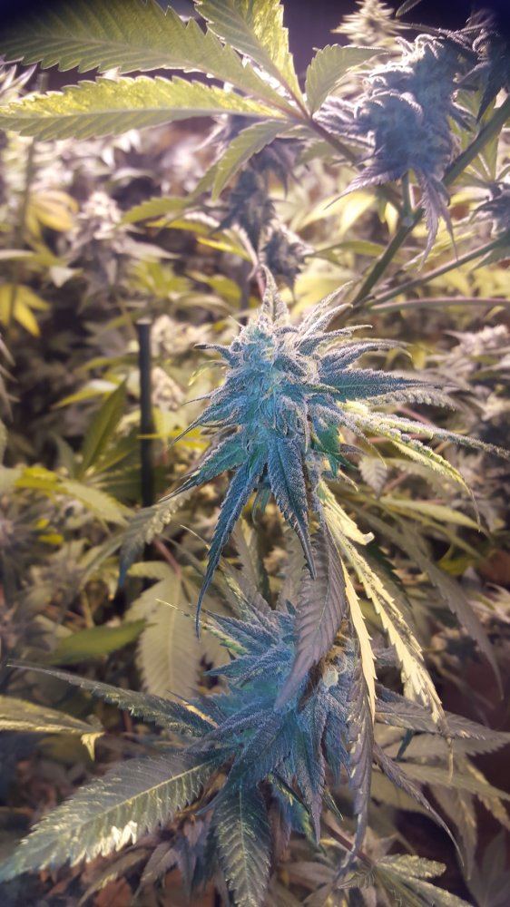 UKCheesehead BXd f2 08a