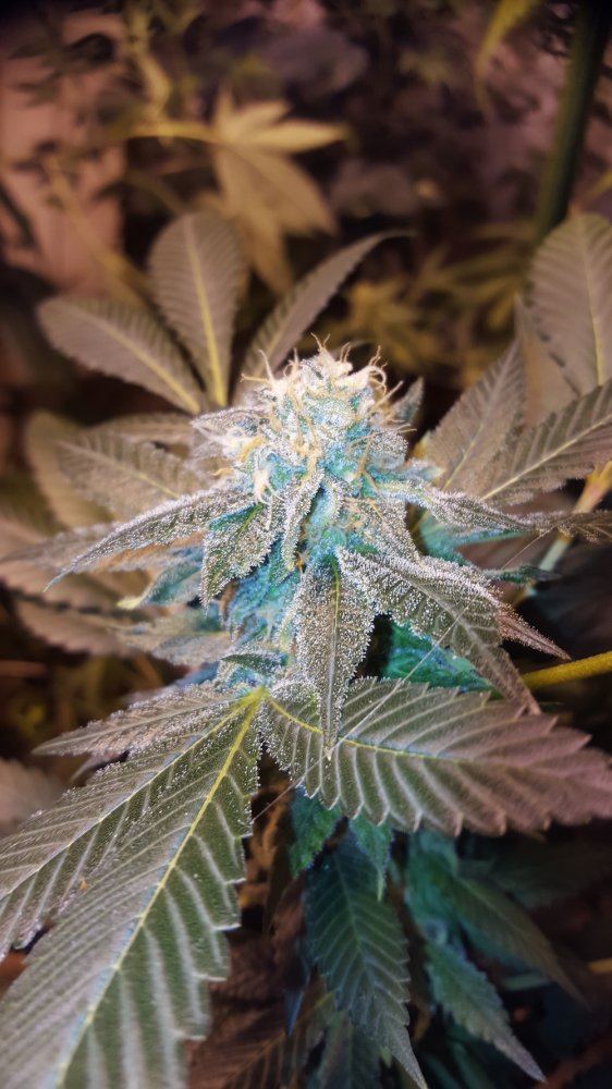 UKCheesehead BXd f2 09a