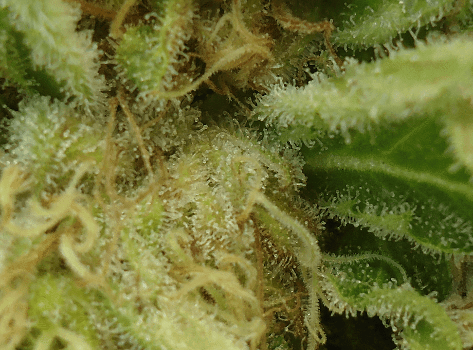 UltimateFighterPhenoC Close