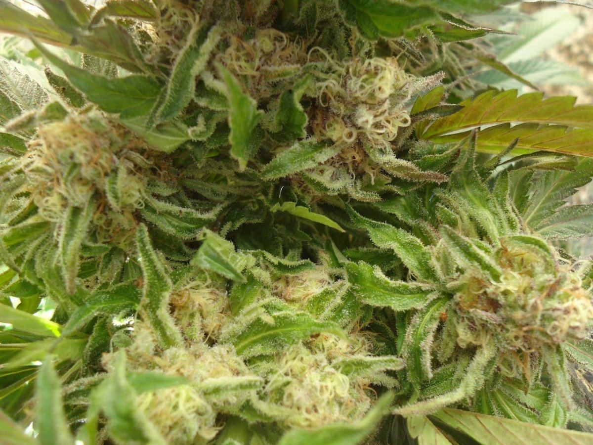 UltimateFighterPhenoC open